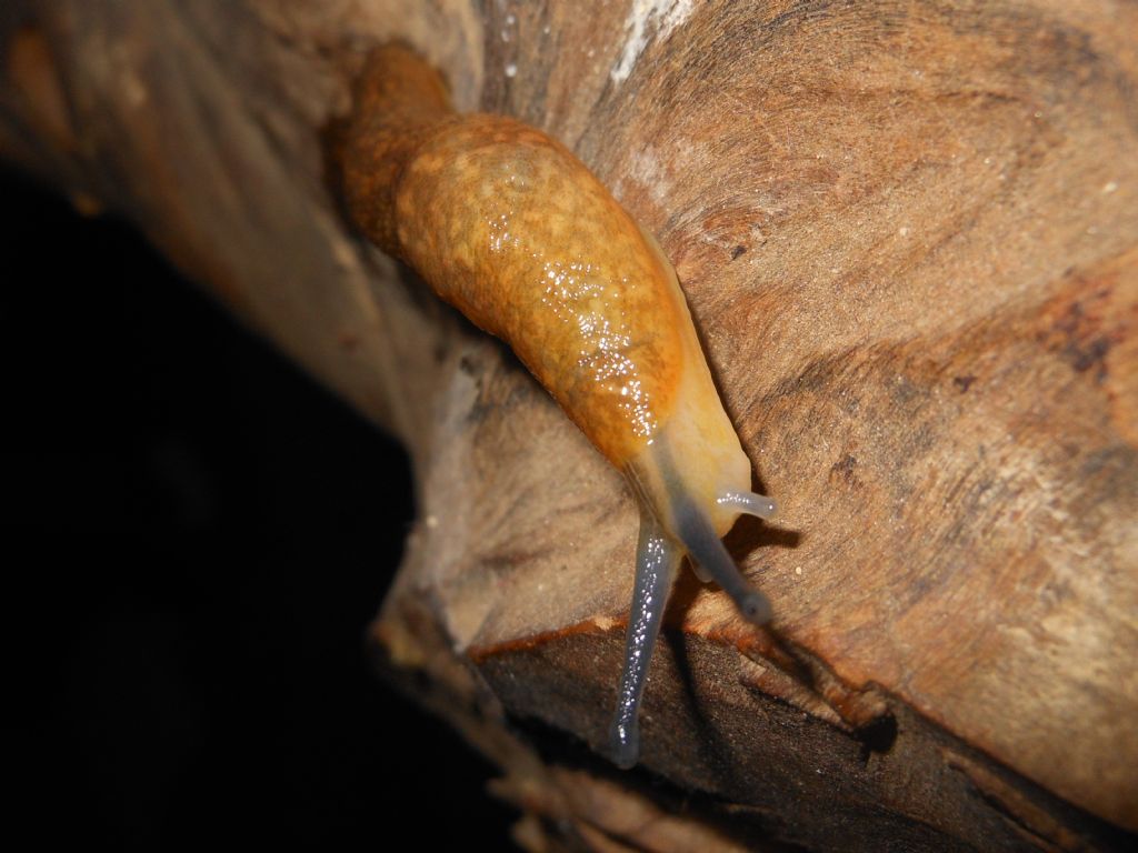 Limacus flavus dalla Gallura (OT)